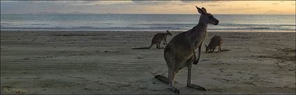 Kangaroos at sunrise - Cape Hillsborough NP - QLD (PBH4 00 15236)